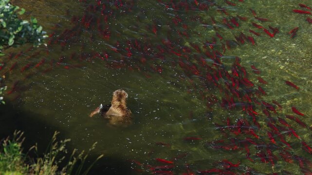 A top down view of a brown bear attempting to catch red sockeye salmon in the rivers of Katmai National Park, Alaska USA