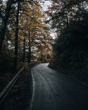 View of a winding road through the autumnal forest near Lake Vyrnwy in Oswestry, Wales, United Kingdom.