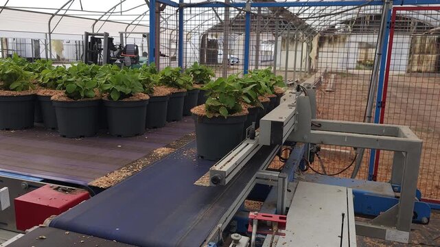 Nursery process to prepare the plant before outside storage