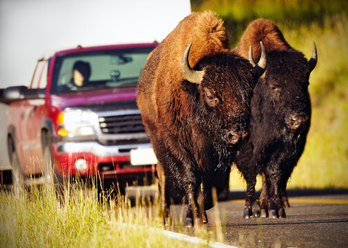 Two buffalos creating traffic in Yellowstone National Park