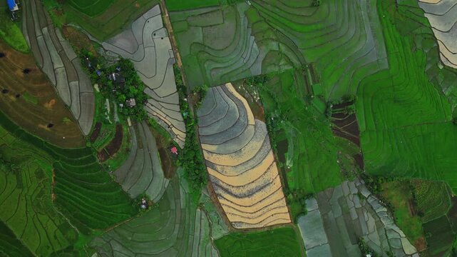 Aerial view of golden rice fields in Salvacion, Tigaon, Camarines Sur, with warm reflections shimmering across water-filled paddies.