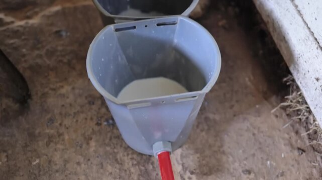 Pouring fresh milk from a milking machine into buckets at a rural dairy farm