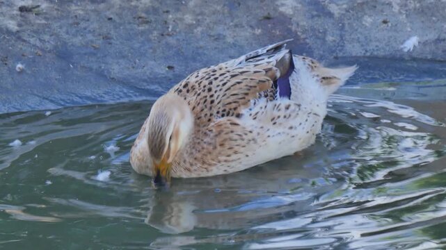 Speckled duck in the water