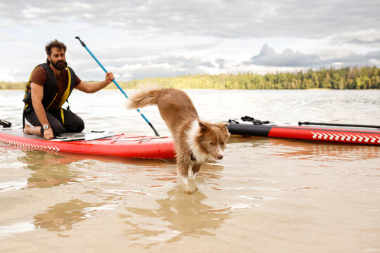 Horizontal shot of a fluffy border collie dog jumping off a red inflatable SUP board into shallow water near a kneeling bearded man holding a paddle on a lake beach, cloudy sky