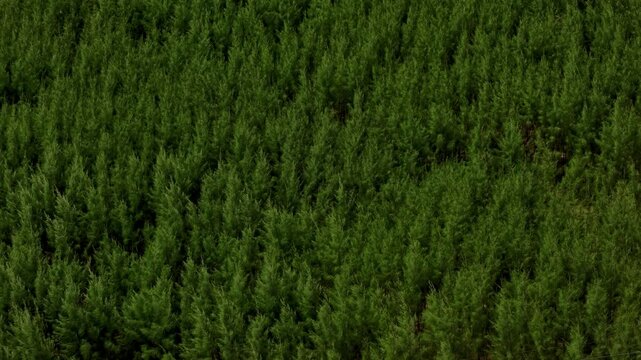 Aerial drone view of dense green vegetation forming a continuous textured landscape in Chennai Tamil Nadu India.