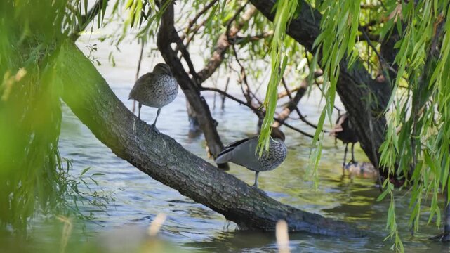 Ducks on a tree trunk