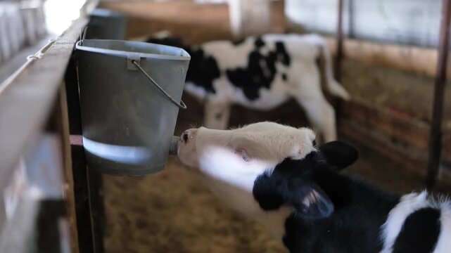 Calf feeding from a bucket feeder in a pen, with another calf in the background