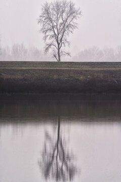 View of a lone bare tree on the riverbank with its reflection in the calm misty water in Campogalliano, Emilia-Romagna, Italy.