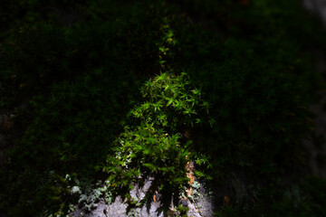 Sunlit green moss glowing in dark shadows, low-key nature scene © Mariia