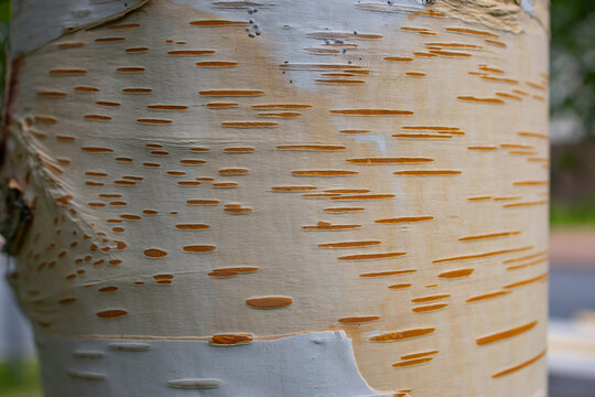 Close-up of birch bark texture with orange lenticels