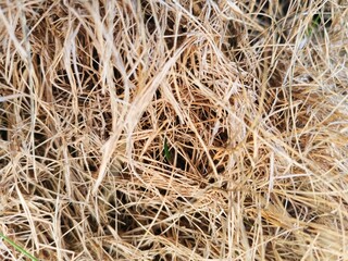 Golden Straw Hay Closeup © Hendri