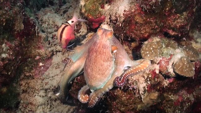 A octopus is crawling over a coral reef changing it's color