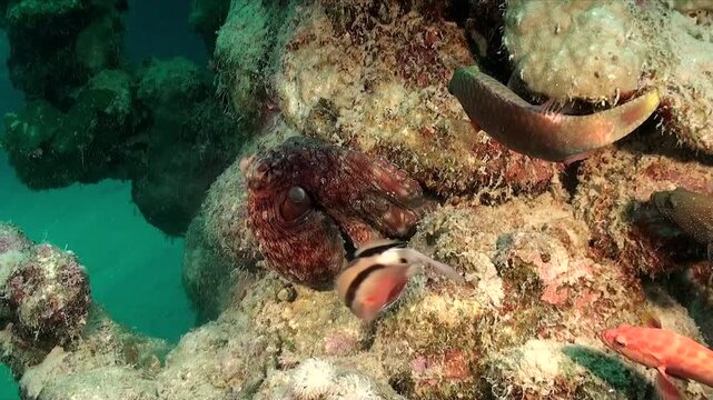A reef Octopus moving over coral reef followed by reef fishes