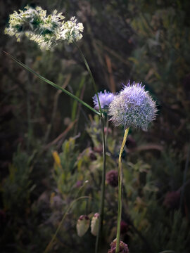 Bot&oacute;n azul (Jasione montana)