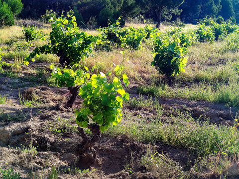 Vi&ntilde;edo