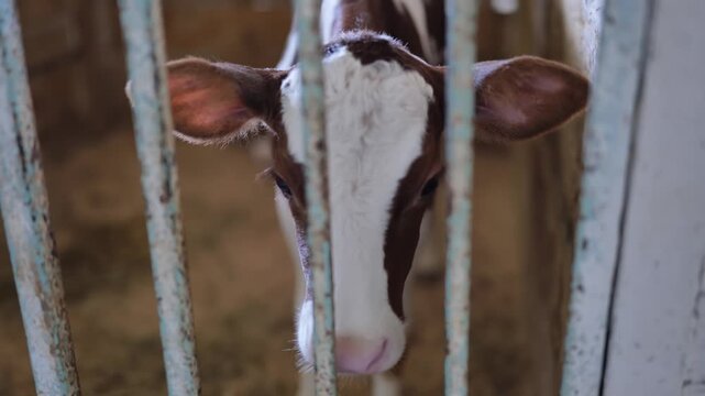 Young calf looking through metal bars in an agricultural barn on a farm