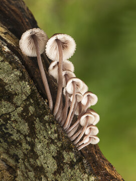 View of Fairies Bonnets Fungi growing on a mossy tree trunk in the United Kingdom.