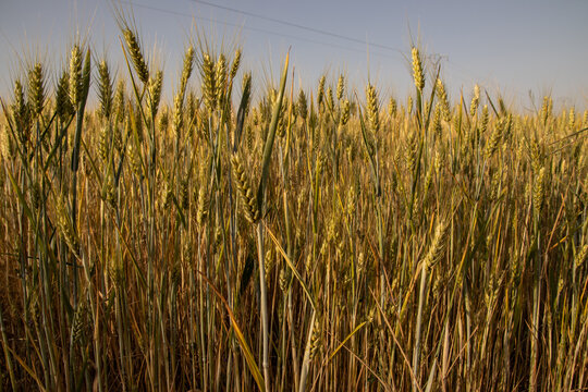 Campo de cebada