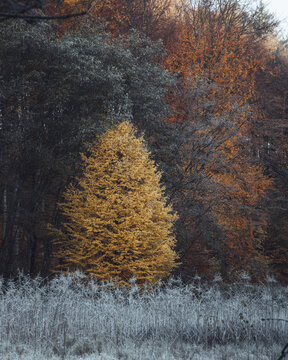 View of a vibrant golden-yellow tree standing out against a backdrop of autumn forest with orange and brown foliage and frost-covered grass in the foreground in Poland.