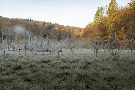 View of a frost-covered marshland with bare trees and a vibrant autumn forest in the background in Poland.