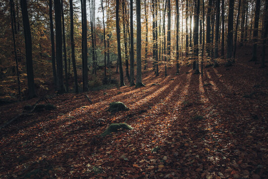 View of an autumn forest with tall trees, fallen leaves covering the ground, and sunlight filtering through the canopy creating long shadows in Poland.