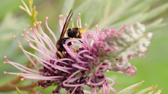 Real-time footage of a wasp visiting a pink Grevillea flower, showing natural insect behavior, flower interaction, biodiversity and pollinator activity in a garden environment.