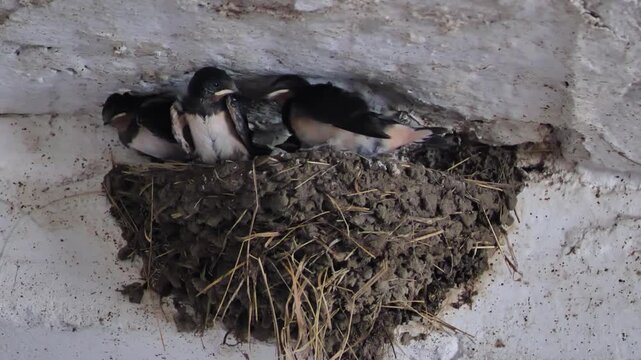 Barn swallow fledglings resting in a mud nest, waiting for parents on a farm