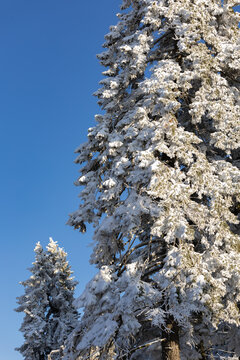 Snowy idyllic forest on a sunny clear cold day.