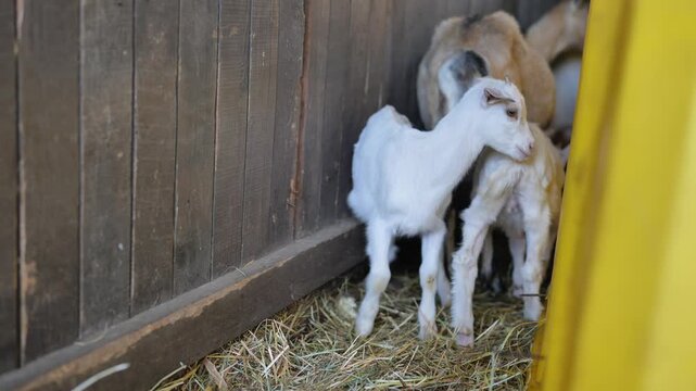 Two cute baby goats interacting in a barn, standing on hay, rural farm life