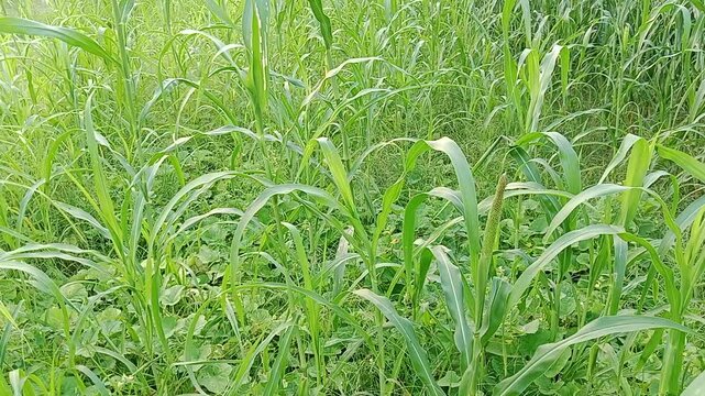 Fresh green fodder millet crop field with grass and vines