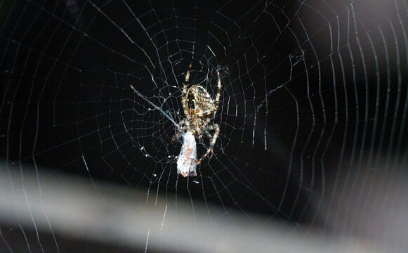 Spider weaving web prey trapped silk dark background