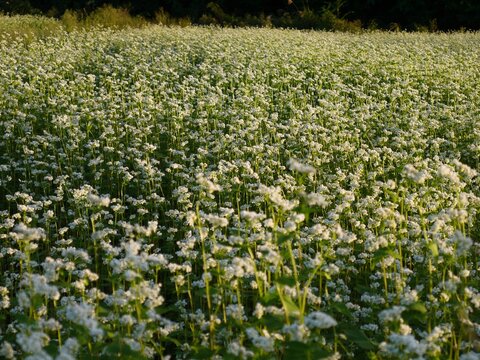 蕎麦の名産地で咲く、蕎麦の実の花