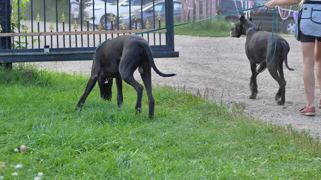 Great Dane dog sniffing grass on leash with owner walking outdoors