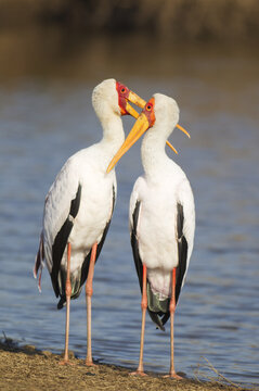 View of two yellow-billed storks standing together by the water in Kruger National Park, South Africa.