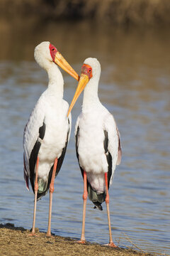 View of two yellow-billed storks standing together on a riverbank in Kruger National Park, South Africa.