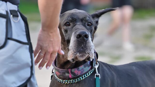 Great Dane dog wearing collar and leash standing with owner outdoors looking at camera