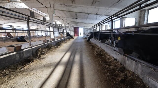 Dairy cattle feeding in an industrial farm barn, showing livestock agriculture