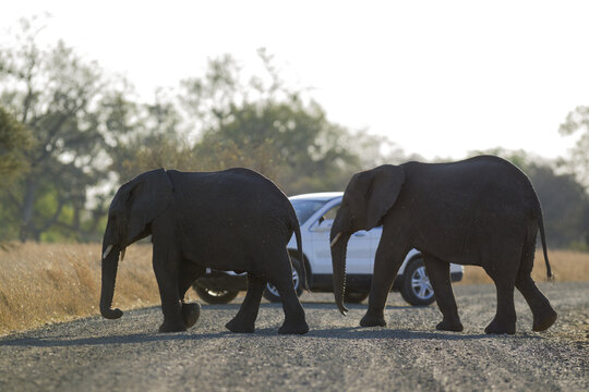 View of two elephants crossing a dirt road in front of a white SUV in the savanna of Kruger National Park, South Africa.