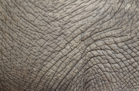 View of the textured skin of an African elephant in Kruger National Park, South Africa.