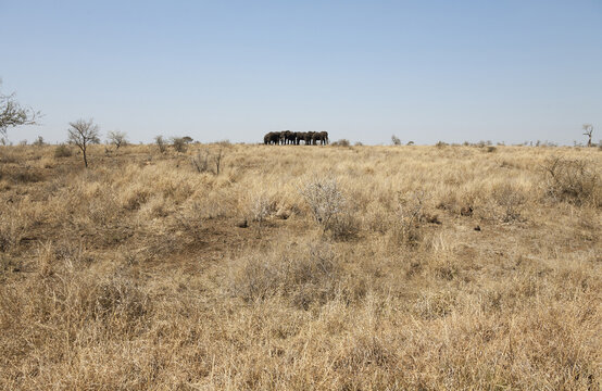 View of a herd of elephants on the dry savanna plains of Kruger National Park, South Africa.