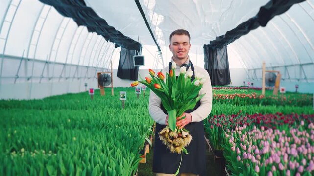 Farming, flower growing. Portrait of a farmer with a tulip harvest. Young farmer holding freshly harvested tulips in bright hydroponic greenhouse with fans in neat rows during work.