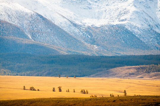 Yellow autumn trees and snow-covered mountains in Kurai steppe, Altai, Siberia, Russia. View of North-Chuya mountain ridge.