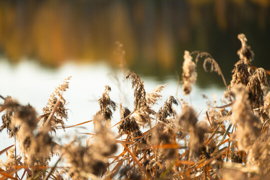Yellow autumn reeds on the shore of lake at sunset. Beautiful autumn nature background.