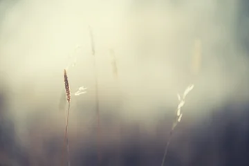 Autumn grass in a forest at sunset. Macro image, shallow depth of field. Beautiful autumn nature background © smallredgirl