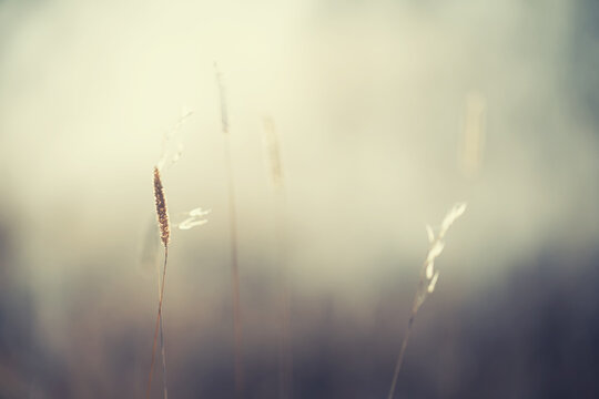 Autumn grass in a forest at sunset. Macro image, shallow depth of field. Beautiful autumn nature background