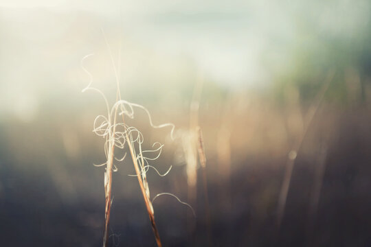 Autumn grass in a forest at sunset. Macro image, shallow depth of field. Beautiful autumn nature background