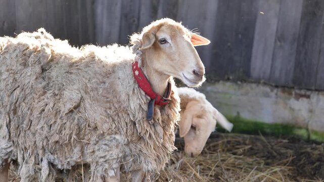 Domestic sheep with red collar standing on farm, another sheep behind
