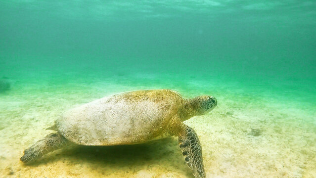 View of a green sea turtle swimming over the sandy seabed in the clear turquoise waters of the Derawan Islands, Berau, East Kalimantan, Indonesia.