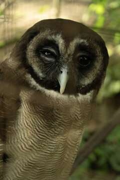 View of a brown wood owl with dark eyes and intricate feather patterns perched in a natural habitat in Nagaland Division, Nagaland, India.