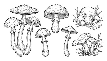 Obraz premium Vintage Botanical Mushroom Collection with Hand Drawn Wild Fungi Species Engraving Style Nature Illustration Vector Set